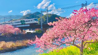 【河津桜映える185系】 国鉄型特急電車 185系 ストライプ塗装 特急 踊り子号 東京行き 河津駅・河津川付近 通過