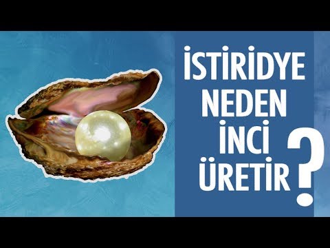 Doğal İnci Nasıl Oluşur?