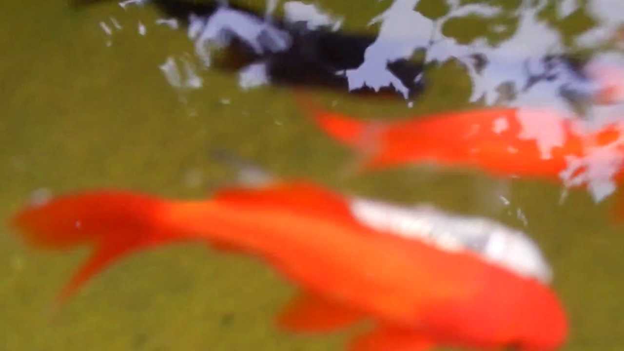 Entspannendes Fischvideo mit einem Silberlackiertem Fisch