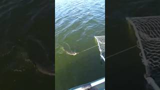 Рак и Щука #рыбалка #fishing #щука #рекомендации #спиннинг #джиг #улов#поклевка