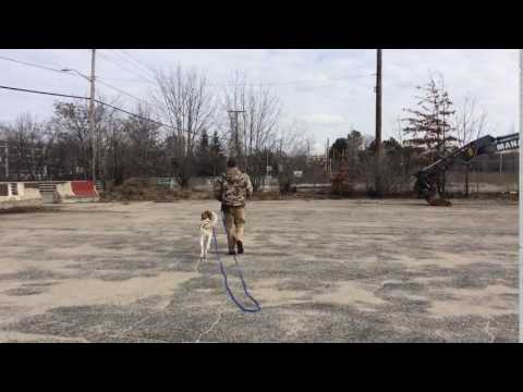 training-|-dog-walking-speed-changes-and-directional-changes-|-solid-k9-training-dog-training