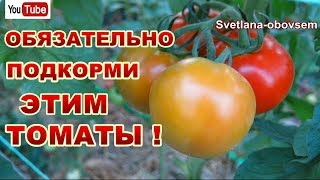 ПОСЛЕ ТАКОЙ ПОДКОРМИ ТОМАТЫ УСЫПАНЫ ПЛОДАМИ.СУПЕР ПРОСТОЕ СРЕДСТВО.КАК ПРИГОТОВИТЬ ЗОЛЬНЫЙ НАСТОЙ ПОСЛЕ ТАКОЙ ПОДКОРМИ ТОМАТЫ УСЫПАНЫ ПЛОДАМИ.СУПЕР ПРОСТОЕ СРЕДСТВО.КАК ПРИГОТОВИТЬ ЗОЛЬНЫЙ НАСТОЙ