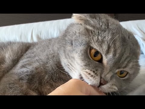 Почему кот лижет и кусает?
