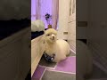 Alpaca Makes Cute Squeaky Noise When Called By Owner mp3