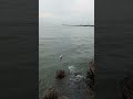 mancing tompelodon mania
