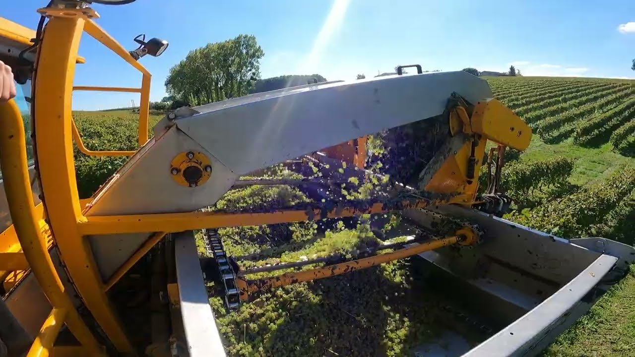 Vendanges 2K24-Cognac