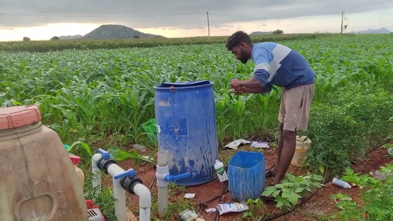 మిరప ముడత కి పురుగు కి మందు#shortvideo #farmingtraditions #agriculturalsystem#trending 