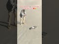 Bébé phoque 🦭 sur la plage de Dunkerque ❤️😍