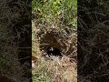 Bees everywhere 