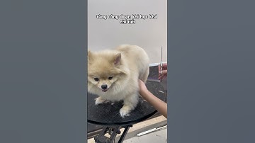4 khó khăn thường gặp khi học grooming? #hocgrooming