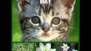 Cat Calendar