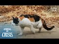 Sick 3-Legged Cat Greets Bus Drivers At The Last Stop Every Day | Animal in Crisis EP207
