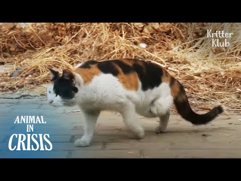 3-Legged Cat Endures Pain To Walk To The Bus Driver Who Adores Him | Animal in Crisis EP207