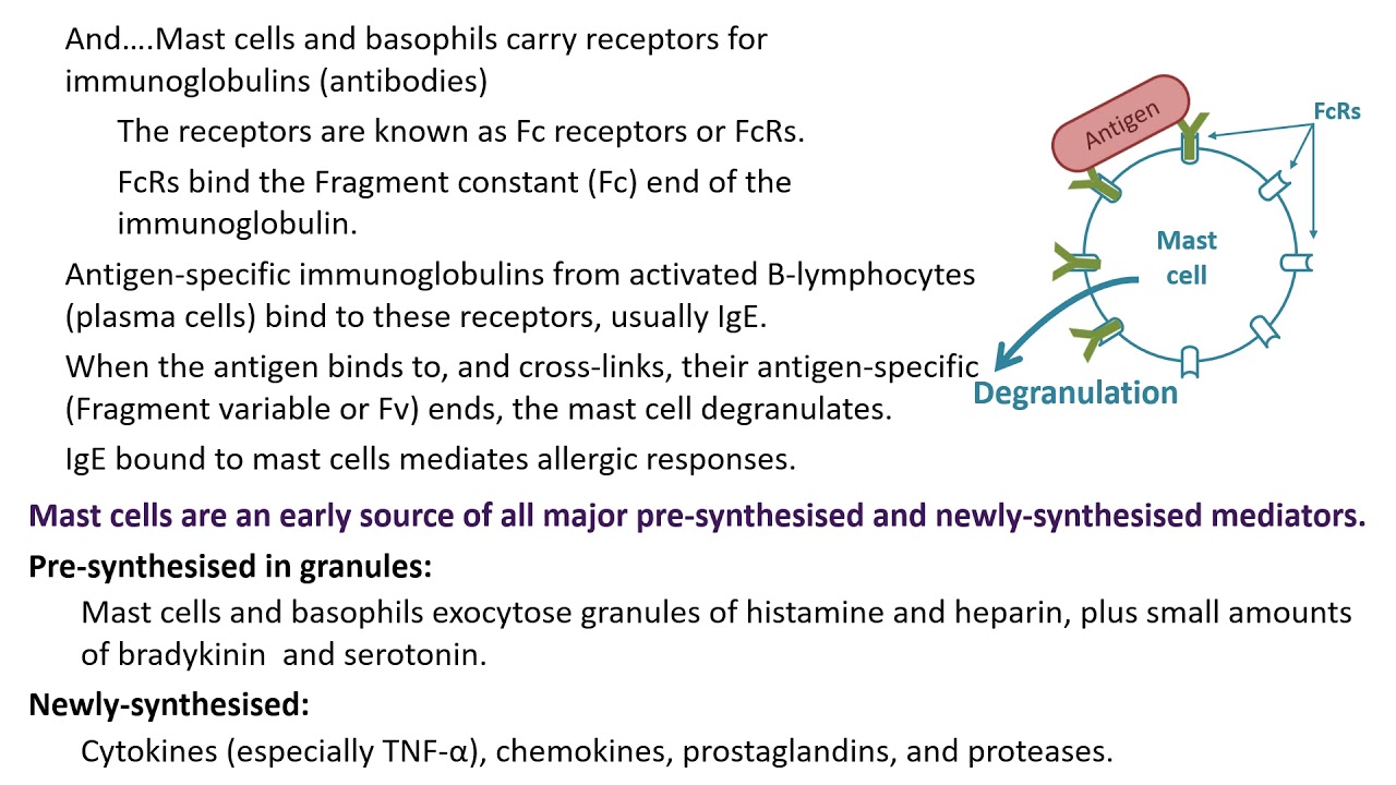 Immunology part 2
