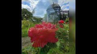 Richard Clayderman - 500 Miles 🎶🌹