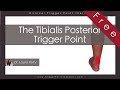 The Tibialis Posterior Trigger Point (Free Full Video)