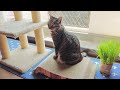 猫に猫壱のバリバリベッドをプレゼントしたら