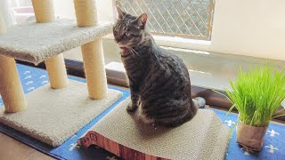 猫に猫壱のバリバリベッドをプレゼントしたら