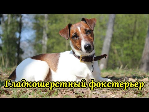 Гладкошерстный фокстерьер