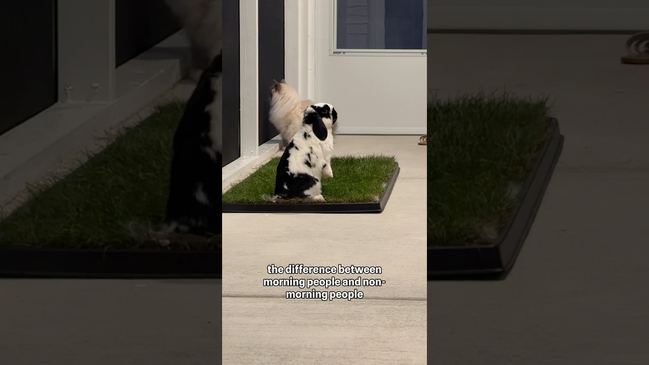 Morning people vs. non-morning people