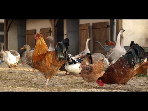 Le rock'n'roll des gallinacés (chanson)