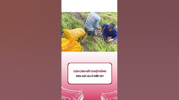 Cận cảnh bắt chuột đồng mùa gặt lúa ở miền Tây