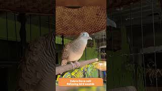 Download Lagu Zebra Dove call Perkutut Lokal Gacor Suara Paling Ampuh  #birdsoundscape #birds #soothingbirdsounds MP3