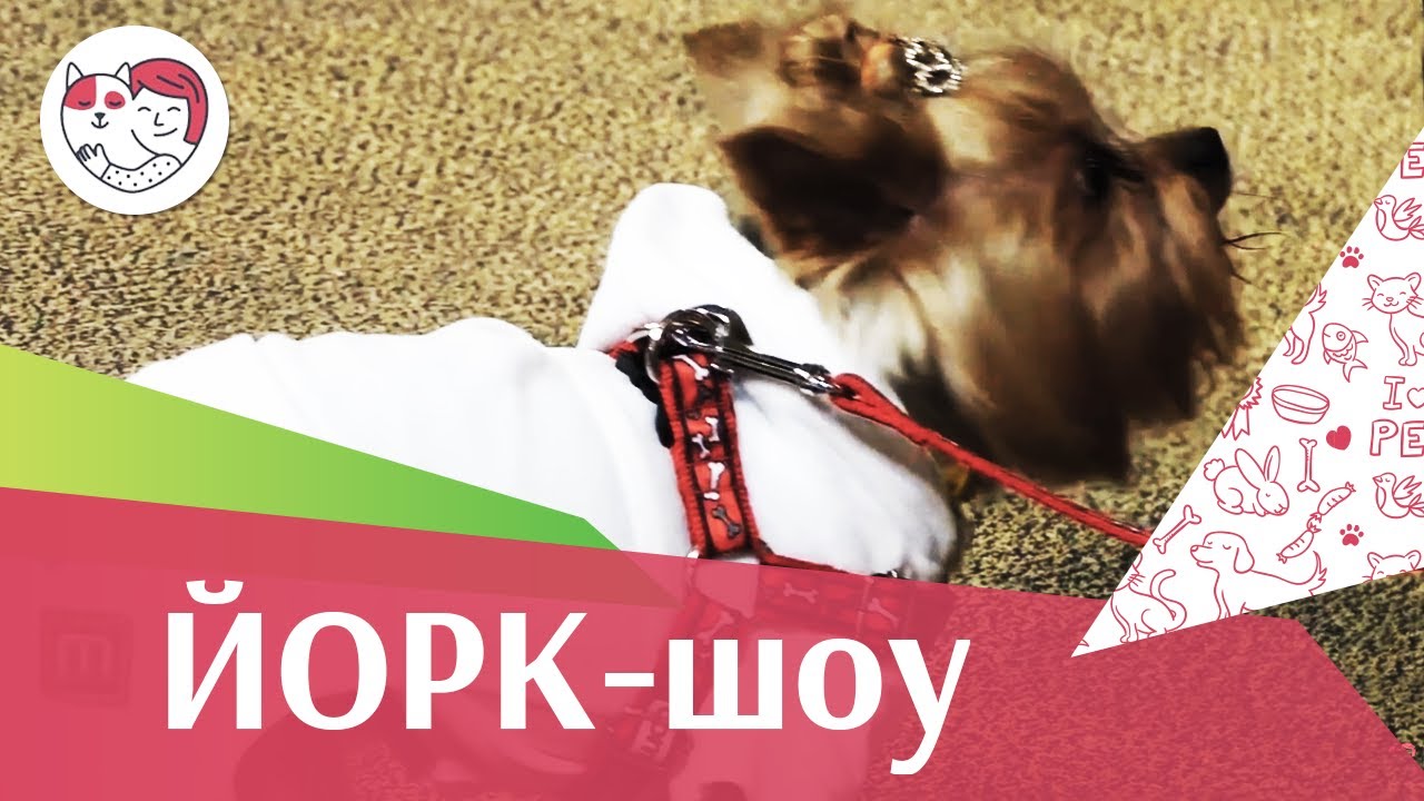 питомцы кукол лол Йорк-шоу на ilike.pet