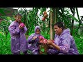 Harvesting Dragon Fruit Garden During Storm YAGI, Buying Buffaloes to Raise, Repairing Buffalo Barns