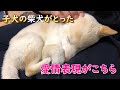 子犬の柴犬が本当に幸せだったかを見返したら愛情表現が可愛すぎました!