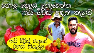 නිවැරදිව නයි මිරිස් වගාකරමු nai miris wagawa sinhala නයි මිරිස් වගාව| kabanika wagawa | miris wagawa