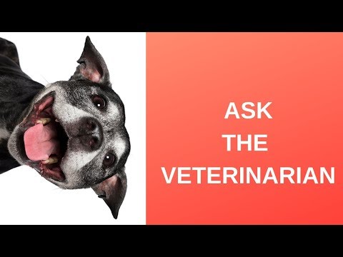 Video: Ask A Vet: What Happens When A Dog Ages?