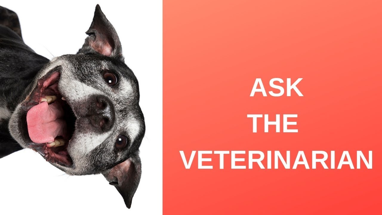 Ask The Veterinarian: How Can I Calculate My Dog's Age In Human Years?