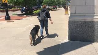 Athena | 1 year old GSD | Off Leash k9 Training by Shannon Ruland 13 views 4 years ago 7 minutes, 21 seconds