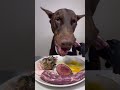 ASMR🔥生肉を食べるドーベルマン🥩#ドーベルマン　#doberman #dogasmr #asmr #咀嚼音 #犬ご飯　#mukbang #rawfood #dogmukbang #犬の咀嚼