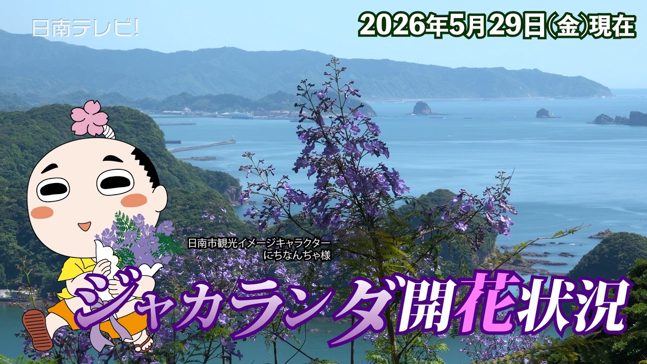 Jacaranda flowering status 2026 (Nichinan City, Miyazaki