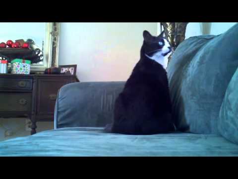 Video Deaf Cat Confusing Wake Up