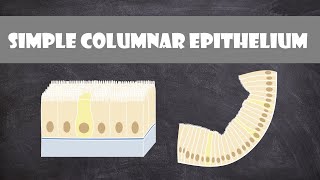 Simple Columnar Epithelium | Anatomy