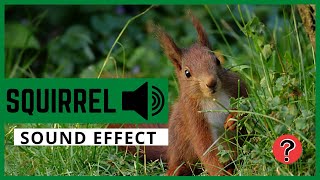 Squirrel 🐿 sound effect •@Finder •