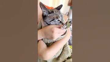 Cat burrito towel wrapping technique for nail clipping manicure pet care 🐾 clippers for cats & dogs
