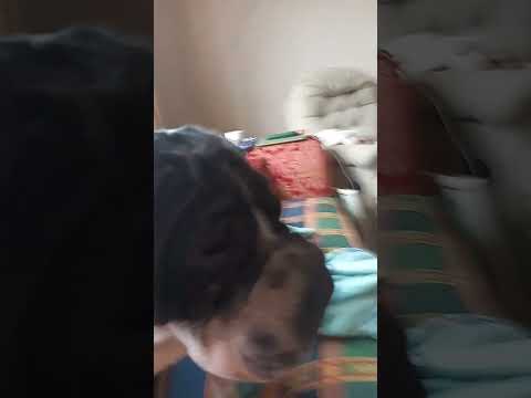 Is He Cute Or Is It Just Me Puppy Cute Fluffypuppies Cutepuppy