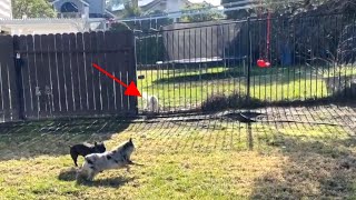 Staffy's Play Date Drives The Neighbor's Dog Crazy! by PUDDY THE DOG 1,431 views 2 months ago 2 minutes, 32 seconds
