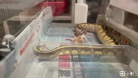 My Lesser Pastel Ball Python feeding video🥰🥰