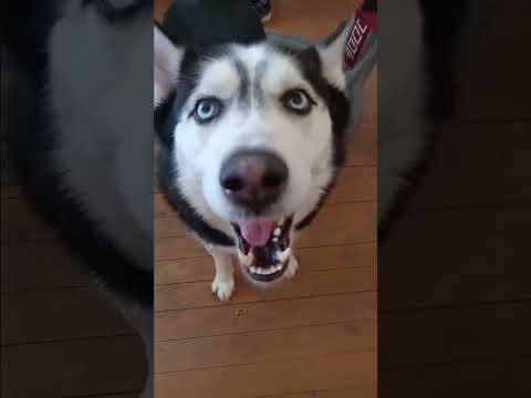 Happy Husky Instagram Dog Huskyworldwide Cute Meekathehusky We Love You!