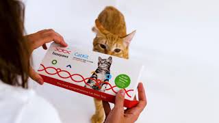 Most Accurate Cat DNA Test by Basepaws