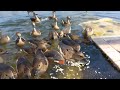 Migrant duck swimming  and take food pawapuri jal mandir  migrantes duck bird bihar