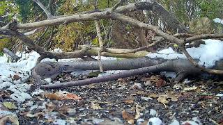 Ostdrossel ground cam #birds #wildlife  #Ostdrossel