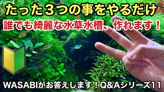 綺麗な水草レイアウト水槽を作る方法「この３つを押さえればどなたでも美しい水景作れます！」ＷＡＳＡＢＩ Ｑ＆Ａ⑪　ＡＤＡ、ネイチャーアクアリウム立ち上げ初心者、水草水槽の作り方、水槽サイズ、水替え、換水