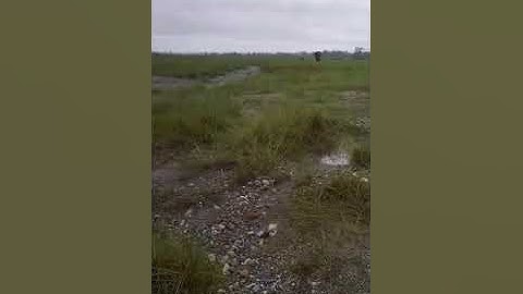 elephant attack in #dima #alipurduar