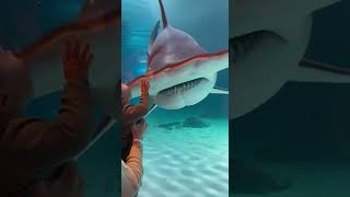 Underwater Hammerhead Shark Meets Baby